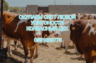 продажа дойных коров: Сатып алам | Уйлар, букалар, Жылкылар, аттар | Бардык шартта, Союлган, Өзү алып кетүү