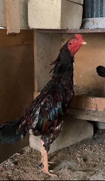 qazlar gəncə: Xoruz, Heyratı, il: 2, Ünvandan götürmə, Ödənişli çatdırılma, Rayonlara çatdırılma — 2