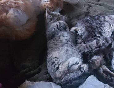 шотландская шиншилла: Кошка даром: Британская короткошёрстная, 1 месяц, Девочка, Метис, Приучена к лотку