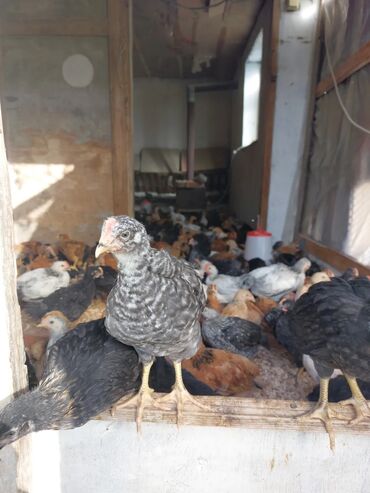 setter it cinsinin digər adı: Toyuq, Australorp, Damazlıq, Ünvandan götürmə