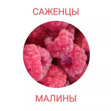 орбит оптом бишкек: Көчөттөр : Малина, Өзү алып кетүү, Акылуу жеткирүү