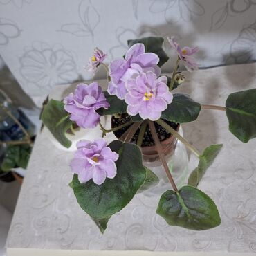 продам излишки клематисы: Фиалка сиренево-розовая с большими махровыми цветами. Сорт "Ах