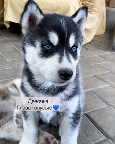 Собаки: Сибирская хаски щенок девочка Родилась 1 апреля 2023 года ( 2