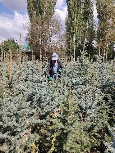 ат бишкек: Ель колючая (Picea pungens, «голубая ель») с открытого грунта. - — 2