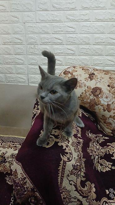 Pişiklər: Britan, Dişi, Yaxşı əllərə, Pulsuz çatdırılma — 5