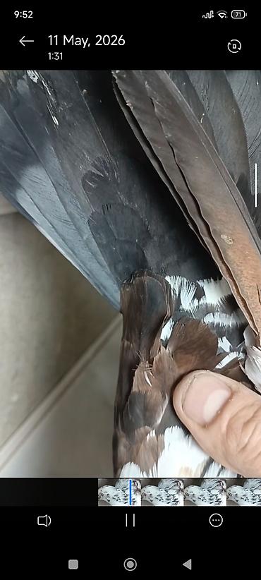 Quşlar: Məhsul: Hazır cütdur əksər hallarda ebres balalar verirlər.Bəzək və — 3