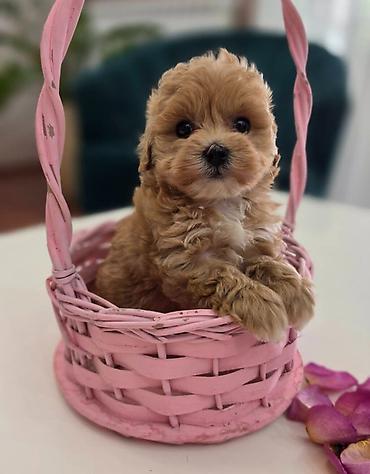stenci maltezera: Preslatki maleni MALTIPOO stenci, spremni su za preuzimanje. Jako — 2