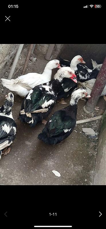 Ördəklər: Heyet balaca olduqdan satram 260 manata 12 dənədi 2 Erkey 10 dişi — 9