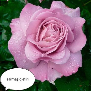 Şitillər: Məhsul: Bağ bitkiləri və meyvə fidanları seçimi - Hibiskus (Rose of — 79