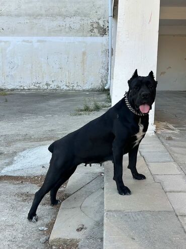 İtlər: Kane-Korso, Cütləşmə üçün, Ünvandan götürmə -da lalafo.az — 3 İtlər: Kane-Korso, Cütləşmə üçün, Ünvandan götürmə — 3