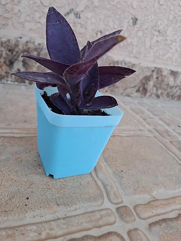 roza: Bənövşəyi Tradescantia (Tradescantia pallida – Purple Heart) şitili - — 1