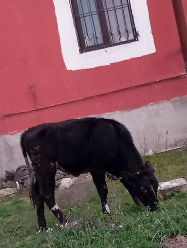 Inəklər, öküzlər: Satılır: qara rəngli danalıq inək - Cins: yerli tip, qara rəng, alın — 1