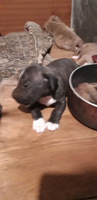 İtlər: Pitbul — 7