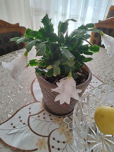 Ostale kućne biljke: Sukulenti u saksijama – više vrsta - Sedum (različite sorte) — 15