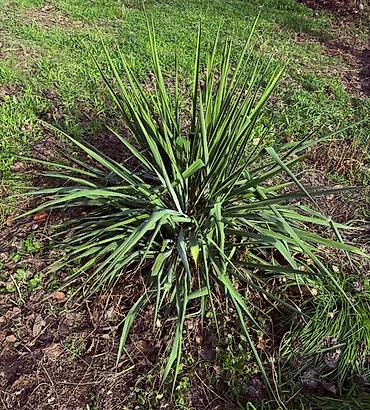 алоэ цветы: Юкка садовая (вероятно Yucca filamentosa) — эффектное многолетнее — 1