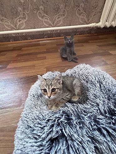баранина живой: 🐾 **Отдам котят в добрые и заботливые руки!** 🐾 У нас **6 котят** — — 5