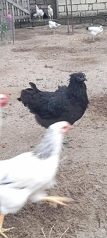 Toyuq, Damazlıq lalafo.az -da Toyuq, Damazlıq