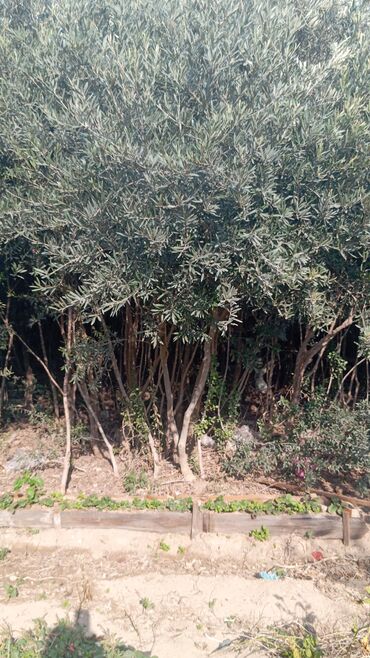 Ağaclar: Məhsul: Zeytun ağacları (meyvəli) Təsvir: - Şəkillərdə göstərilən -da lalafo.az — 2 Ağaclar: Məhsul: Zeytun ağacları (meyvəli) Təsvir: - Şəkillərdə göstərilən — 2