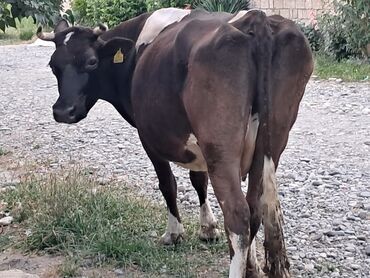 Коровы, быки: Самка, Simental, лет: 5, 500 кг, Для разведения, Для молока