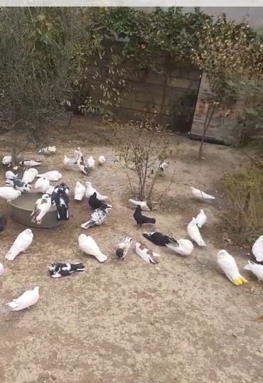 quş: Məhsul: Ev göyərçinləri dəsti Təsvir: - Fərqli rəng və naxışlarda