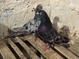 Göyərçinlər: Başlıq: Təcili 19 ədəd Təmiz Ebrəş satılır. Bir yuvanın Təsvir: - 19 — 8