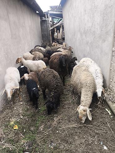 Баран, овца: Продаю | Овца (самка) | Полукровка | Для разведения | Матка — 11