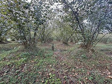 Torpaq sahələrinin satışı: 32 sot, Kənd təsərrüfatı, Mülkiyyətçi, Kupça (Çıxarış) — 3
