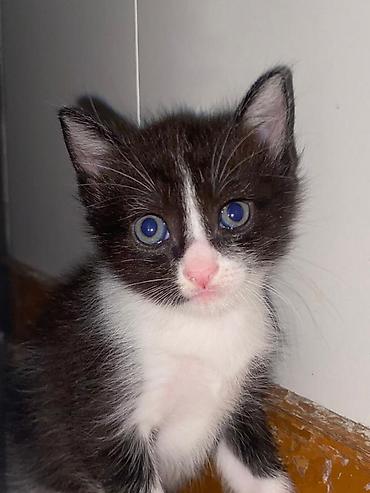 Продажа кошек: Котенок в хорошие руки мальчик 1,5 месяца приучен к лодку, кушает — 2