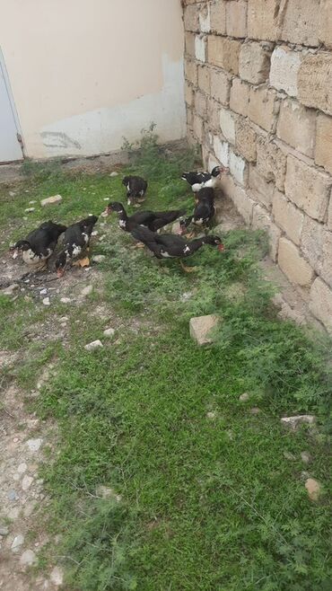 dovşan satılır: 7 eded lal ordek satilir temiz arginal krasnadar sortudur saqlam