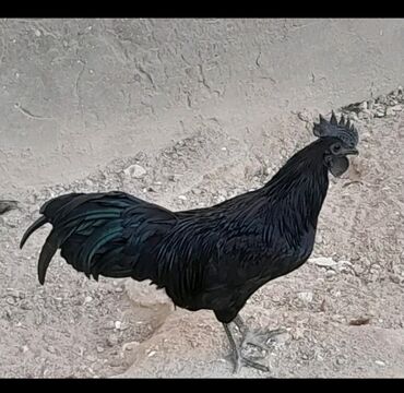 Xoruzlar: Xoruz, il: 1 -da lalafo.az — 10 Xoruzlar: Xoruz, il: 1 — 10