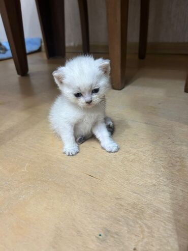 сколько стоит маленький котёнок: Британская, Самец, Самка, В добрые руки, Платная доставка