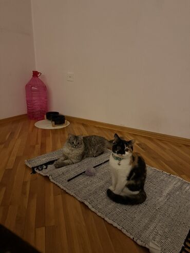 Pişiklər: Erkək, Dişi