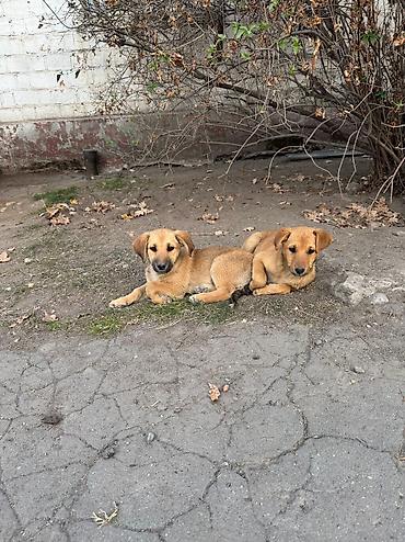 sobaka dog: Щенки смешанных пород - Возраст: примерно 2–3 месяца (по фото — — 5