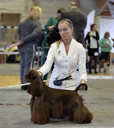 İtlər: Koker spaniyel, Erkek, Sənədli — 7