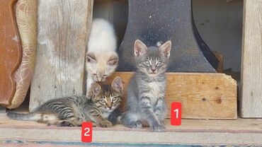 ordek balası: Erkək, Yaxşı əllərə, Ünvandan götürmə