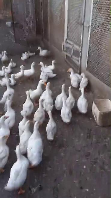 bakida cins ineklerin satisi: Ördəklər satılır,böyük və kiçikliyinə görə qiymət dəyişir,tam — 1