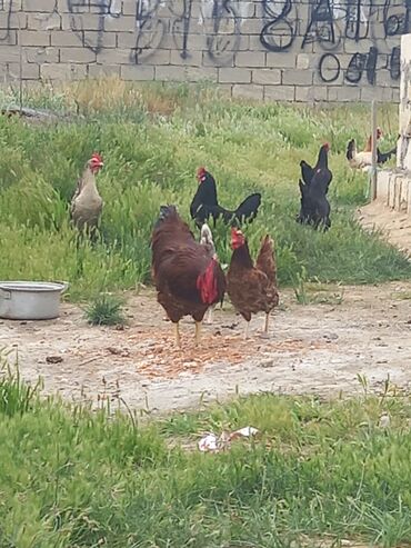toyuq bazarı: Курица, Для яиц, Платная доставка