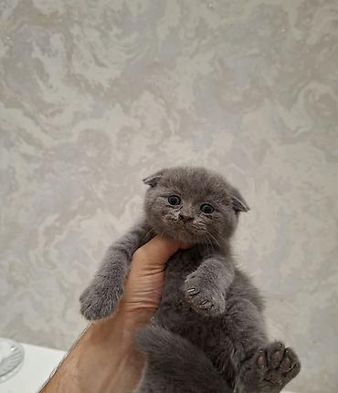 Животные: Шотландская — 1
