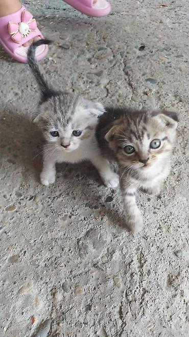 Продажа кошек: Котята - Описание: Милые домашние котята, короткошёрстные. На фото — — 1