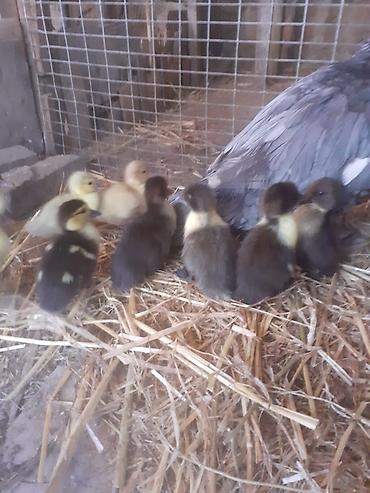 Ördəklər: Erkək, | Macar, Damazlıq, Ünvandan götürmə — 4