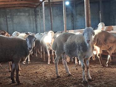 keci satşı: Quzu.Erkək super kök quzular.Diri çəkisi 9 AZN.Beyləqan cinsidir. 3-4 — 3