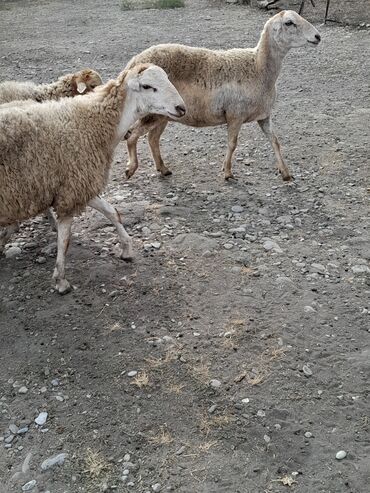 qurban bayrami qoyun sekilleri: Erkək, il: 1, 40 kq, Damazlıq, Pulsuz çatdırılma