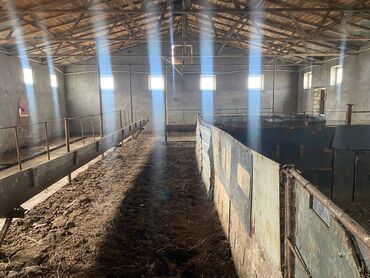 Kommersiya daşınmaz əmlakının satışı: FERMA satılır Pirəkəşkül qəsəbəsində — 3