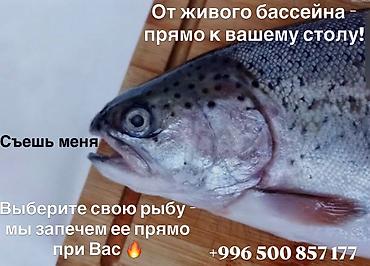 декоративная рыба: Живая и запеченная форель от «Форель Отель» - Новая поставка живой — 5