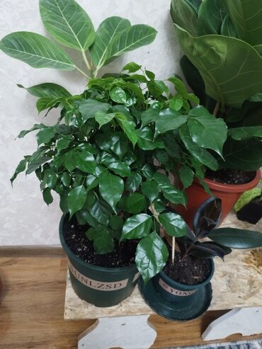 аквариумные растения: Комнатные растения очень много они все здоровые 
Цена разные