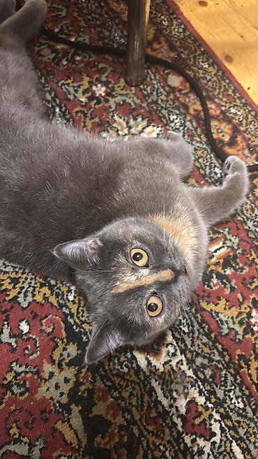 Кошки: Британская, Самка, В добрые руки, Платная доставка, Самовывоз — 2