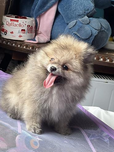 pomerian spits: Şpitz, 3 ay, Erkək, Peyvəndli, Ödənişli çatdırılma — 2