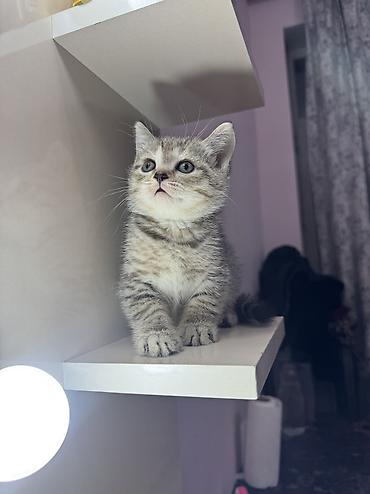 Pişiklər: Britan, Erkək, Ünvandan götürmə — 1