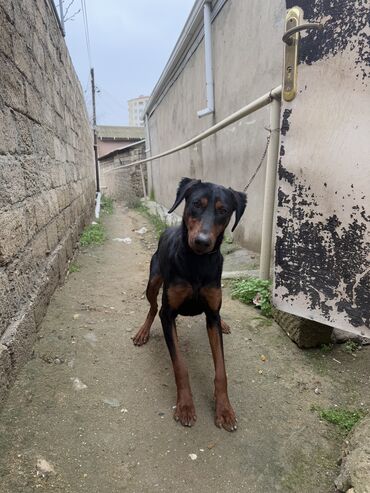 İtlər: Doberman, 8 ay, Dişi, Ünvandan götürmə