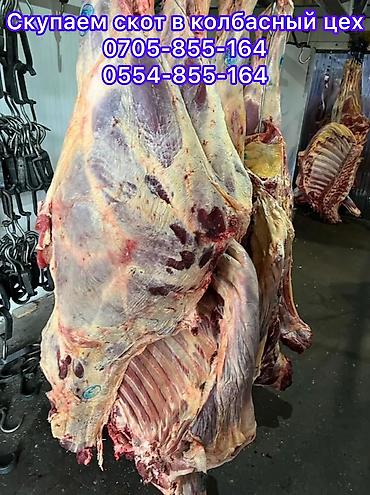 сколько стоит енот: Колбасный цех : Лошади, кони, Коровы, быки, | Любое состояние — 4
